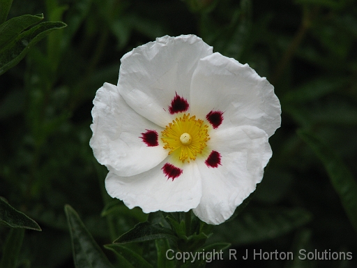 Cistus Rock Rose